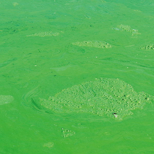 キレート剤と環境への影響：EDTA、NTA、およびSTPPの詳細