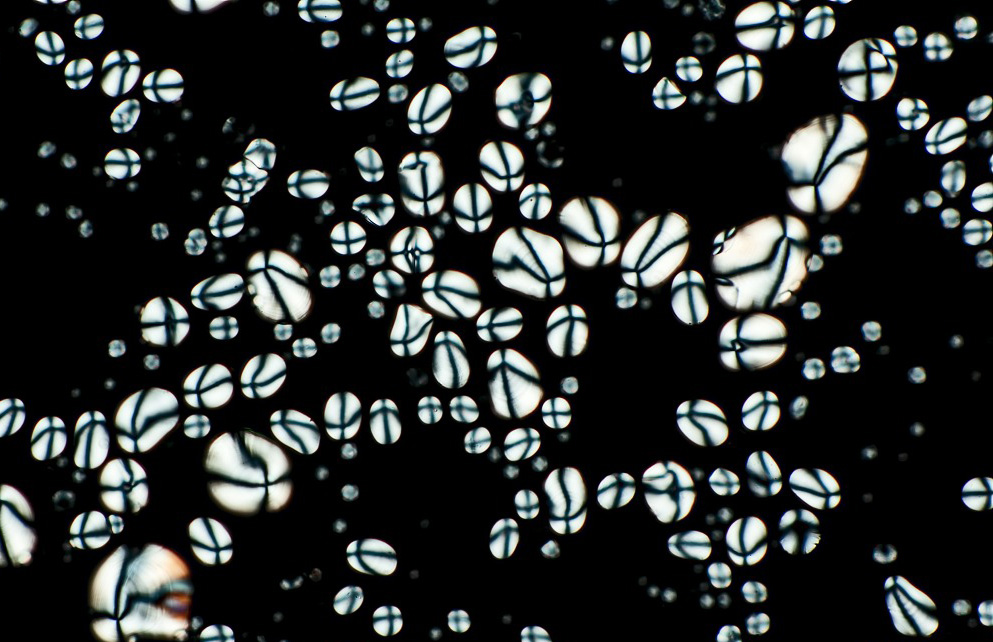 ジャガイモデンプンの改質